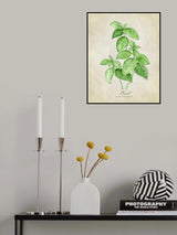 Basil vintage Poster och Canvastavla
