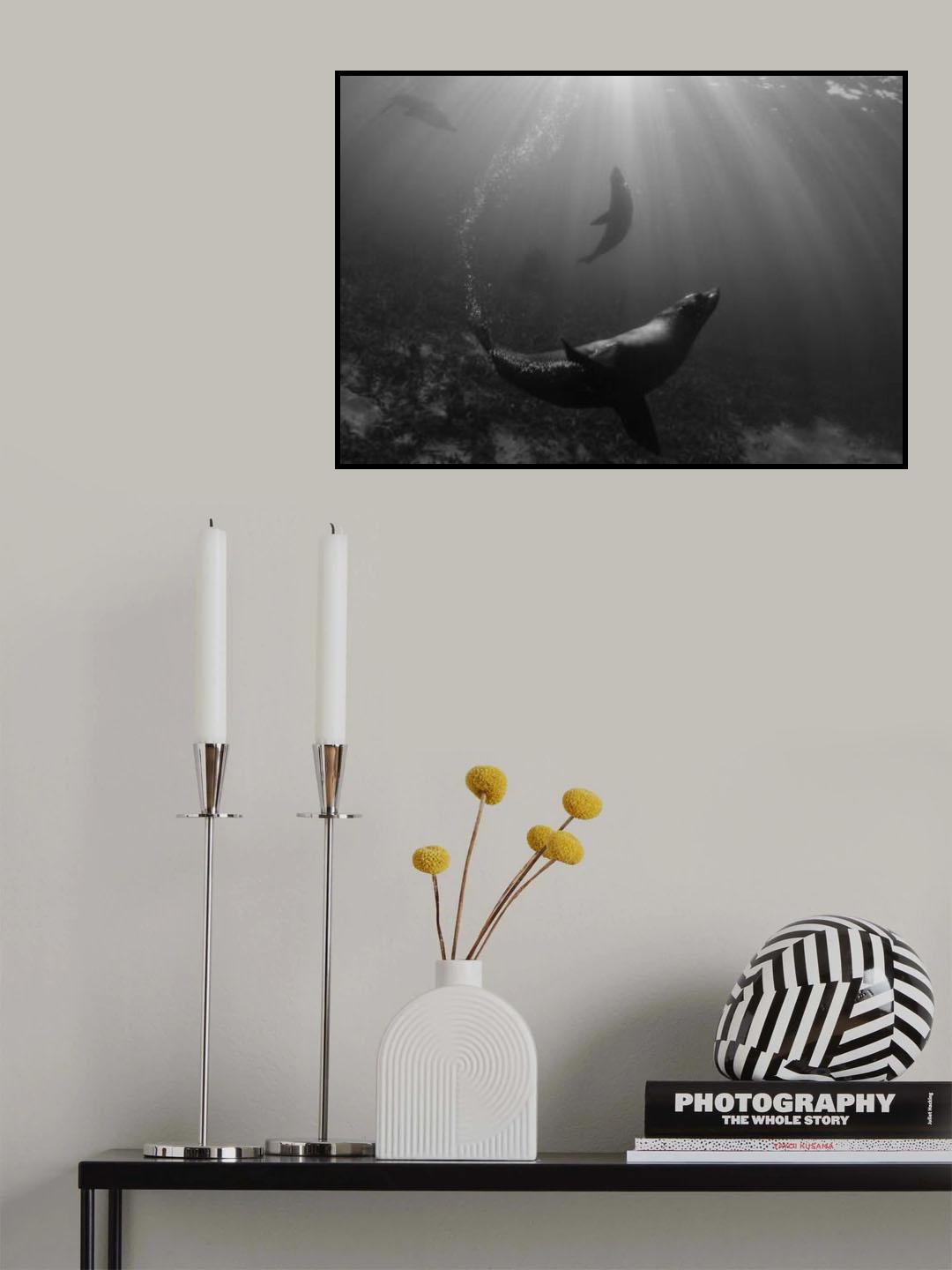 Teardrop of Seals Poster och Canvastavla