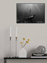 Teardrop of Seals Poster och Canvastavla