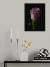 Pink Rose Poster och Canvastavla