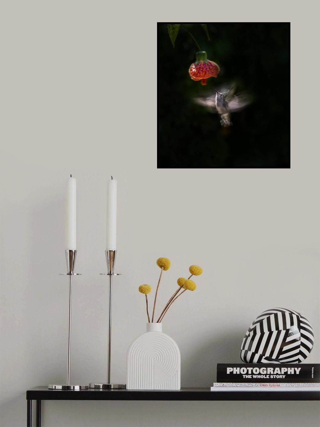 Anna's Hummingbird Poster och Canvastavla