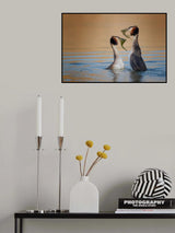 Podiceps cristatus  The gift Poster och Canvastavla
