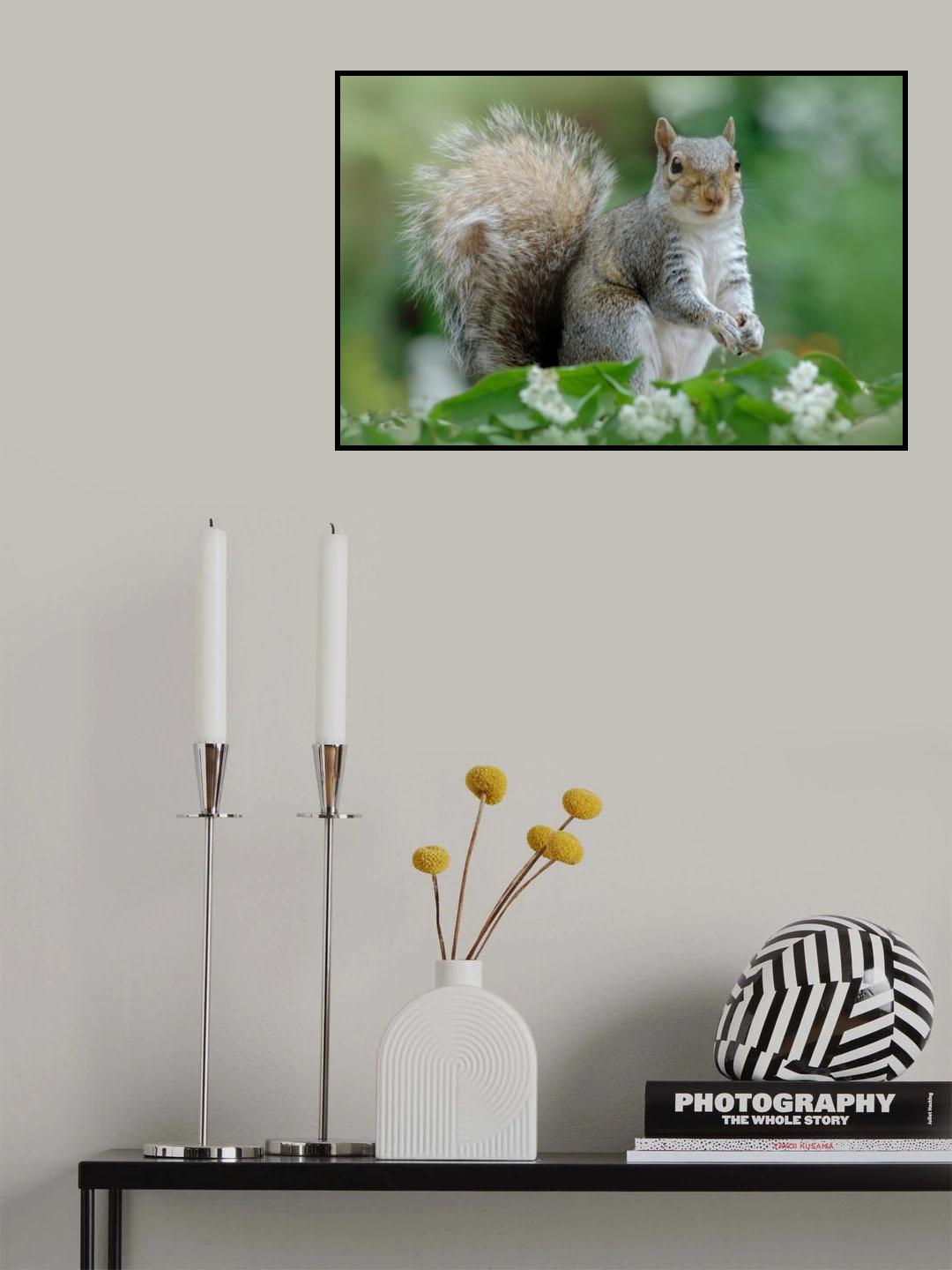 Eastern Grey Squirrel Poster och Canvastavla