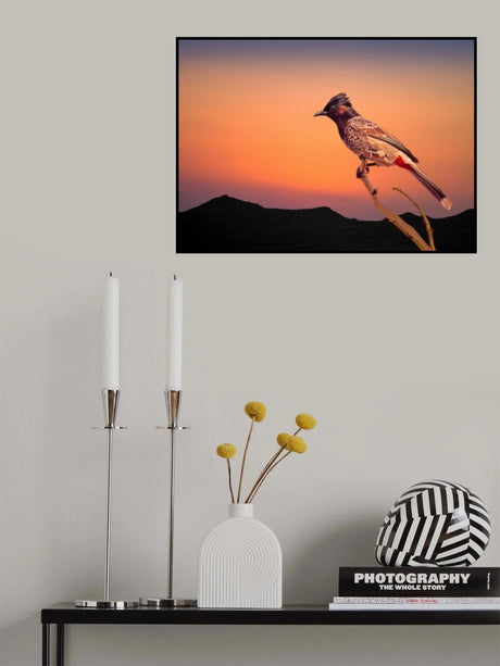 Bulbul Poster och Canvastavla