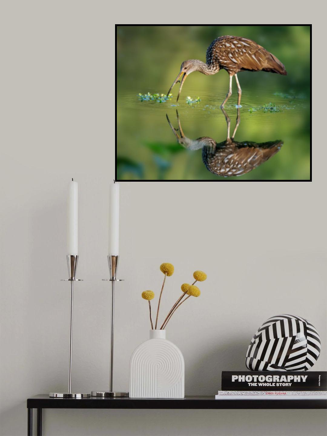 Limpkin Poster och Canvastavla