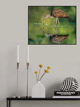 Limpkin Poster och Canvastavla
