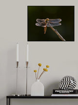 shining wings Poster och Canvastavla
