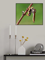 Wildlife Poster och Canvastavla
