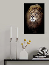 Zampa Poster och Canvastavla