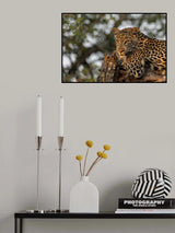Young Leopard Poster och Canvastavla