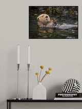 Cuteness personified Poster och Canvastavla
