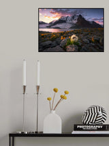 Morning Saussurea Poster och Canvastavla
