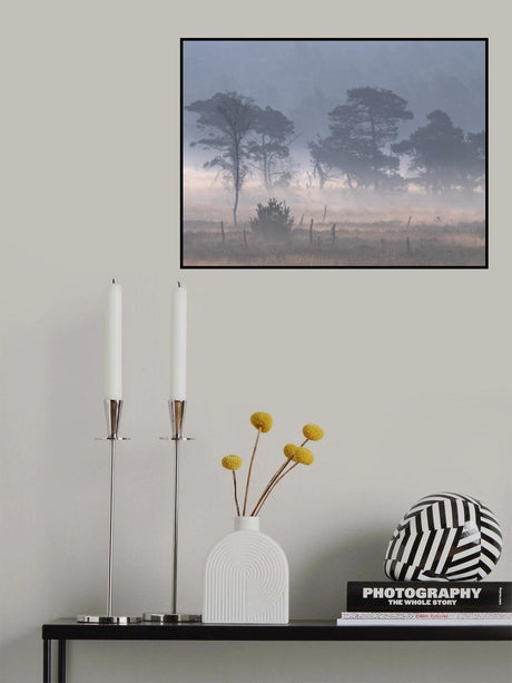 Kalmthoutse heide with ground fog Poster och Canvastavla