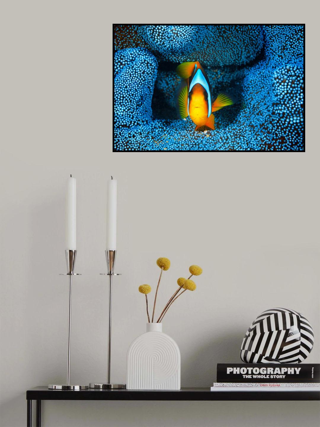 Clownfish in blue anémon Poster och Canvastavla