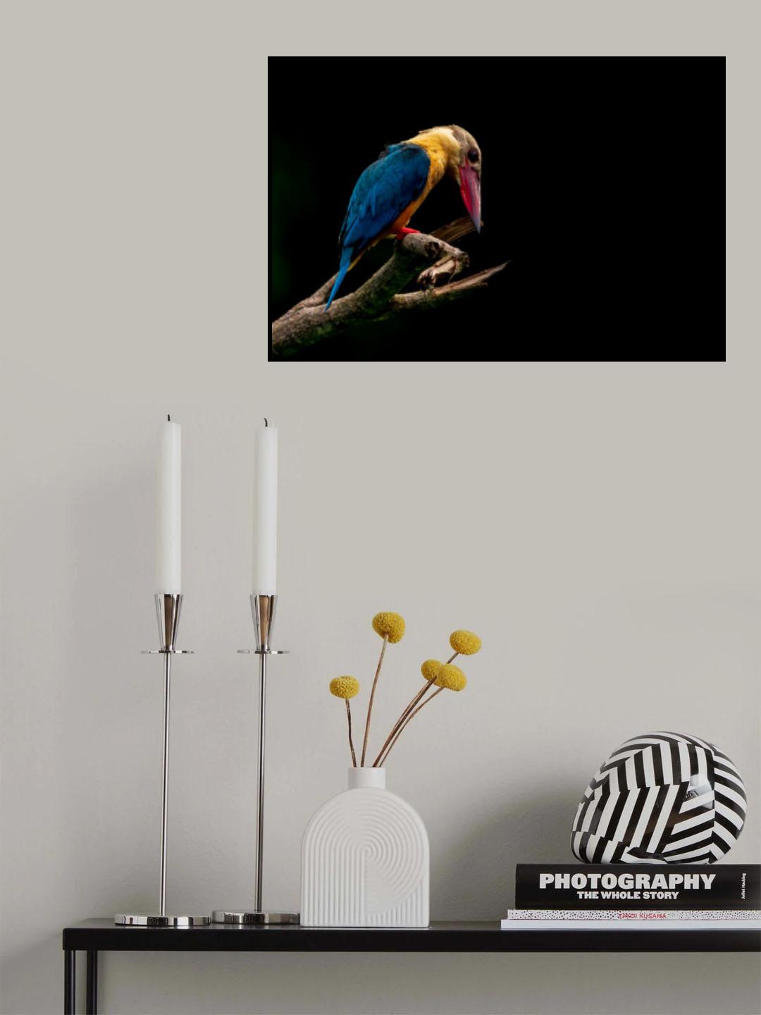 Stork-billed Kingfisher Poster och Canvastavla