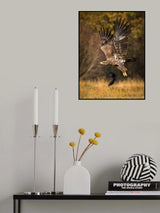 White-tailed Eagles, Haliaeetus albicilla Poster och Canvastavla