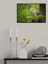 Ural Owl Poster och Canvastavla