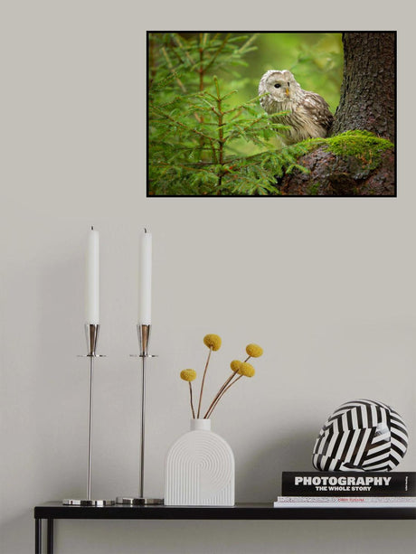 Ural Owl Poster och Canvastavla