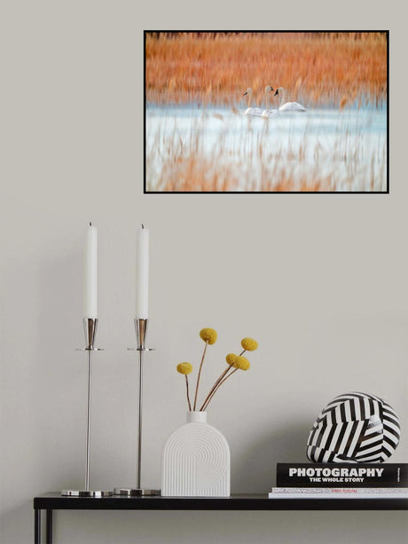 Three white swans Poster och Canvastavla