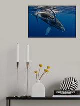 Humpback Whale Calf, Reunion Island Poster och Canvastavla