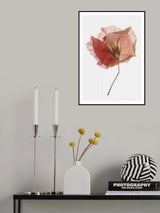Bougainvillea Study No2 Poster och Canvastavla