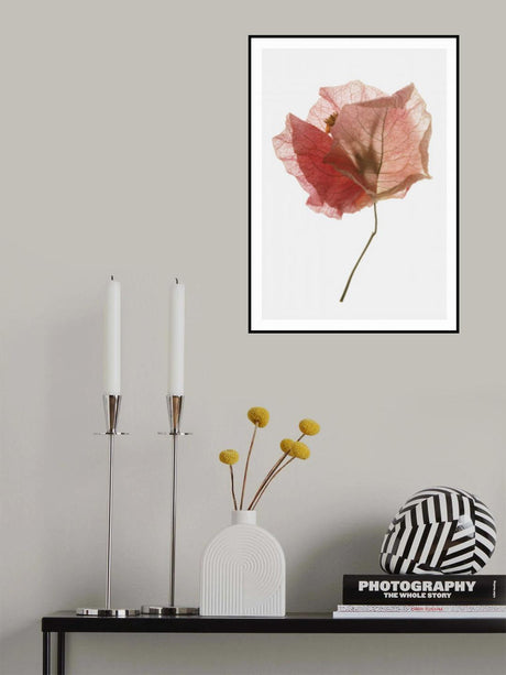 Bougainvillea Study No2 Poster och Canvastavla