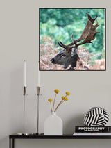 Fallow Stag Deer. Poster och Canvastavla