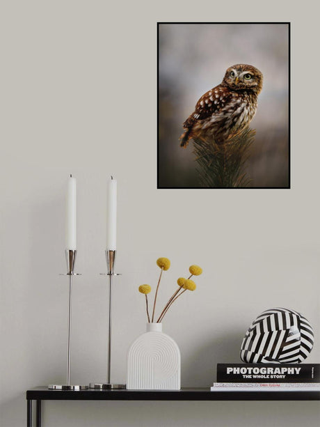 Morning with owl Poster och Canvastavla