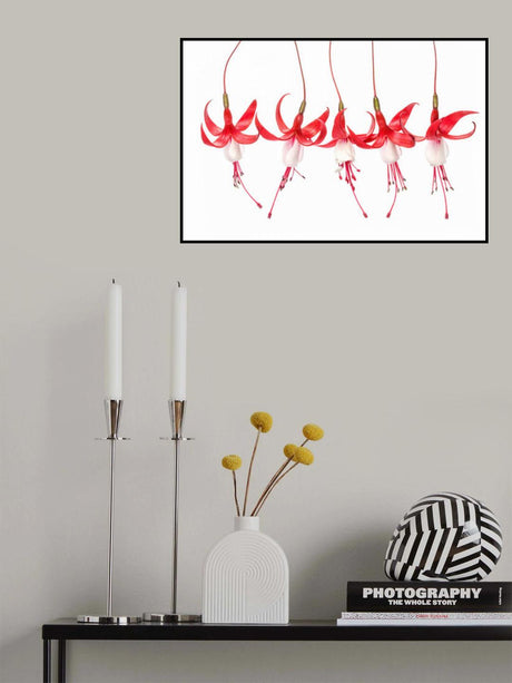 Fuchsia Poster och Canvastavla