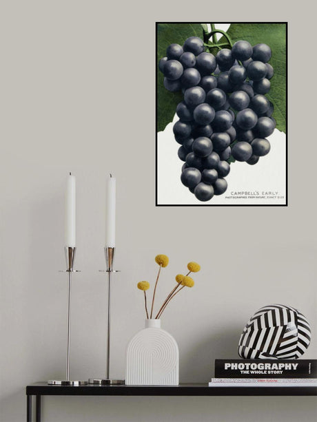Campbell's Early Grape Lithograph Poster och Canvastavla
