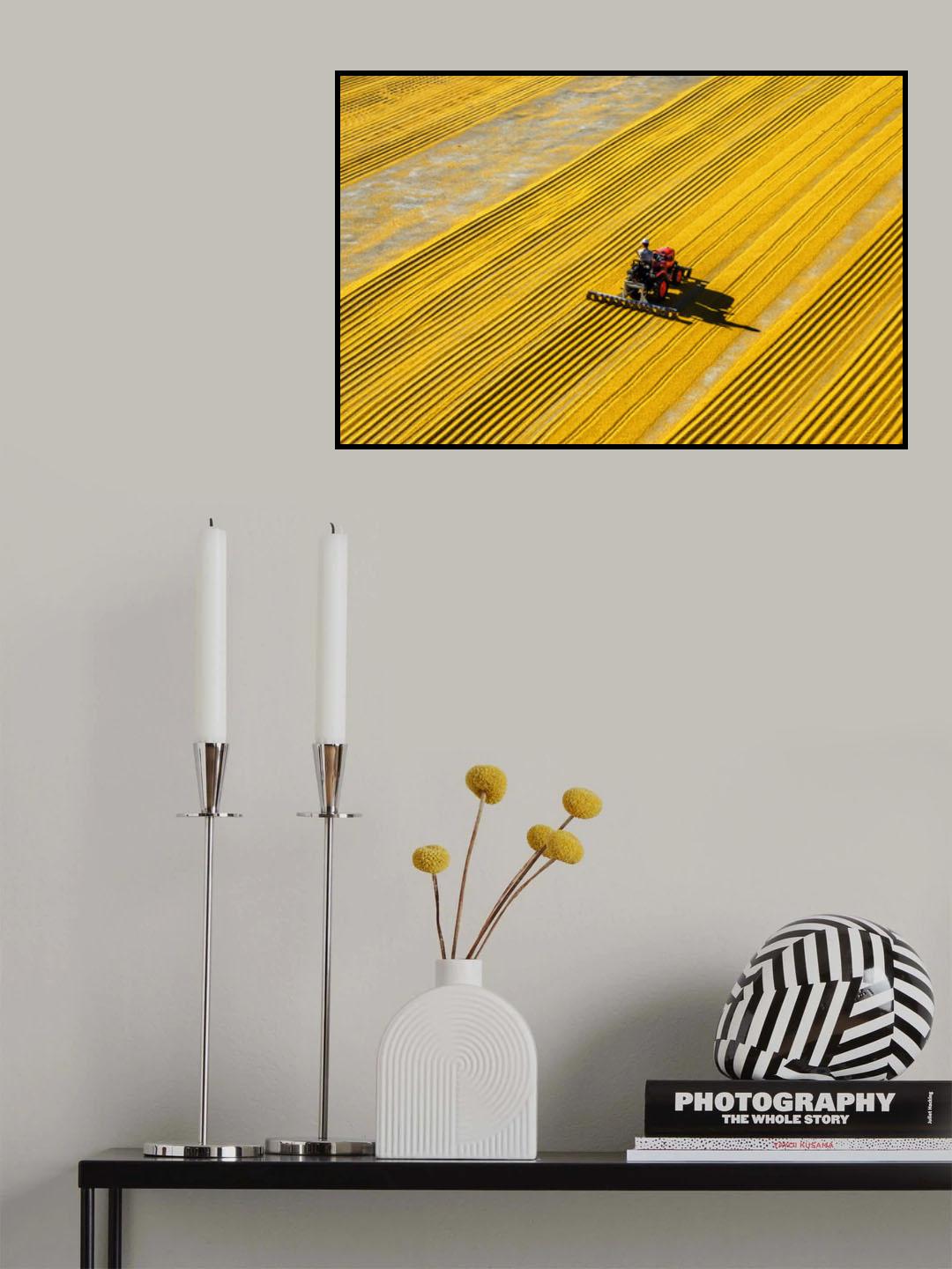 yellow crack wheat Poster och Canvastavla