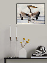 Pelican's Wingspan Poster och Canvastavla