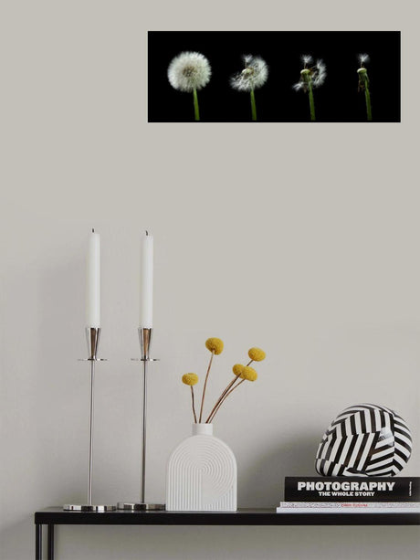 dandelion flower sequenz Poster och Canvastavla
