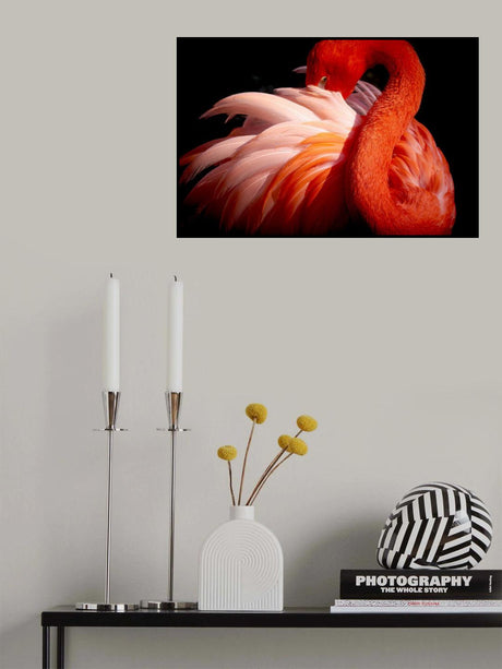 flamingo Poster och Canvastavla