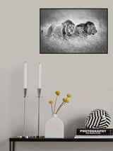 Emerging from the savanna #1 Poster och Canvastavla