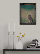 Framed Owl Poster och Canvastavla