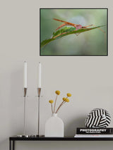 A bed too small Poster och Canvastavla