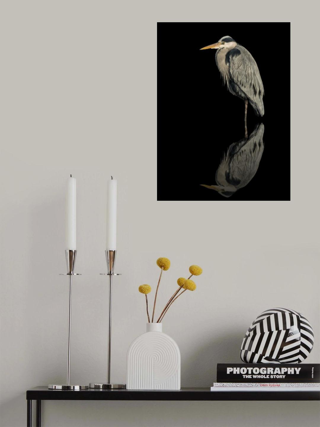 Grey heron in the dark Poster och Canvastavla