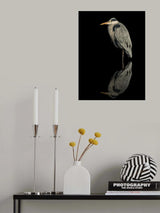 Grey heron in the dark Poster och Canvastavla