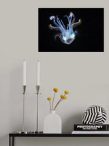 Squid like a ghost Poster och Canvastavla