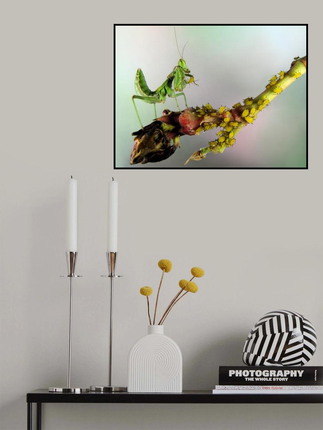 Catching aphids Poster och Canvastavla