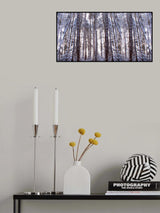 Panoramic Winter Pine Trees Poster och Canvastavla