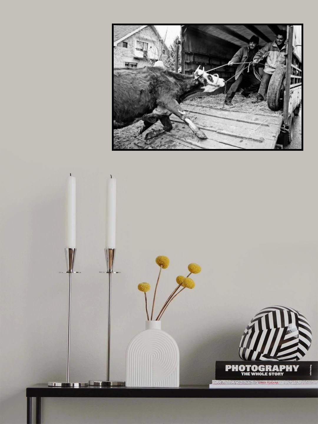 Mad Cow Poster och Canvastavla
