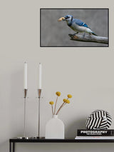 Blue jay's treat Poster och Canvastavla