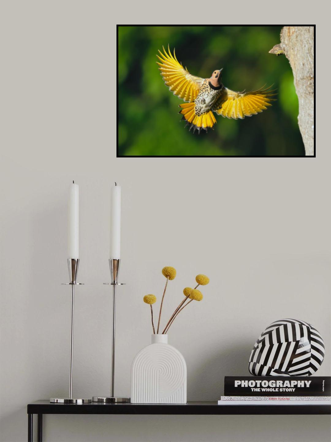 Northern Flicker Poster och Canvastavla