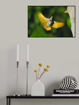 Northern Flicker Poster och Canvastavla
