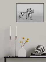 Zebras Poster och Canvastavla