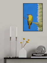 Benteveo Poster och Canvastavla