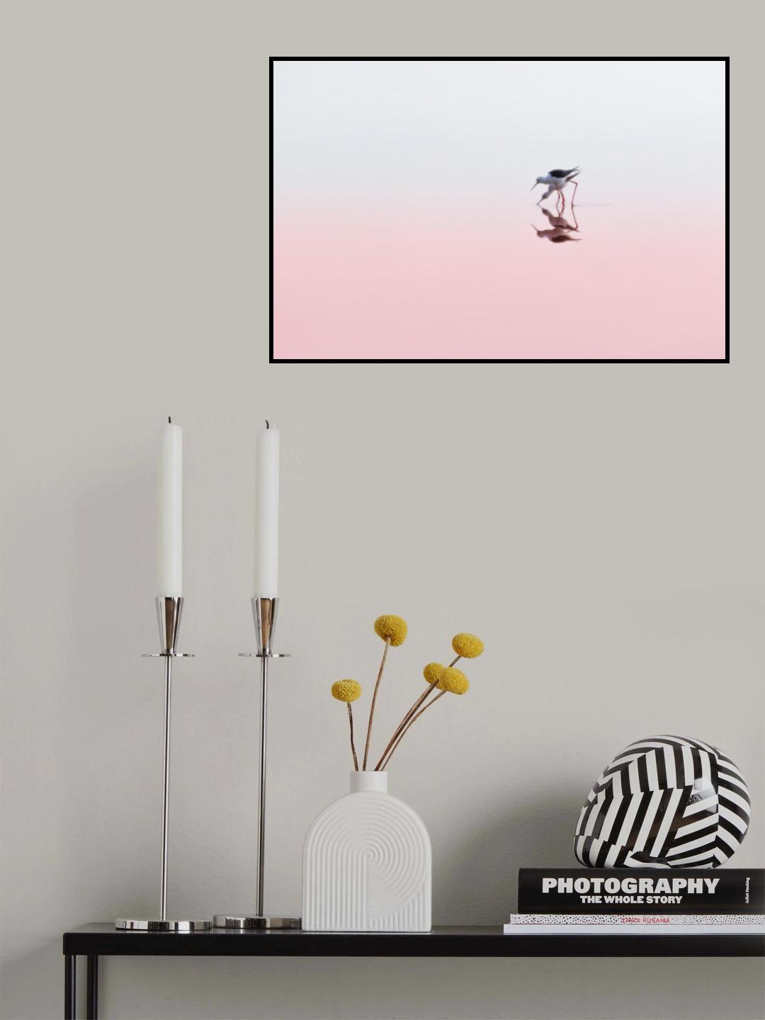 Black Winged Stilts Poster och Canvastavla