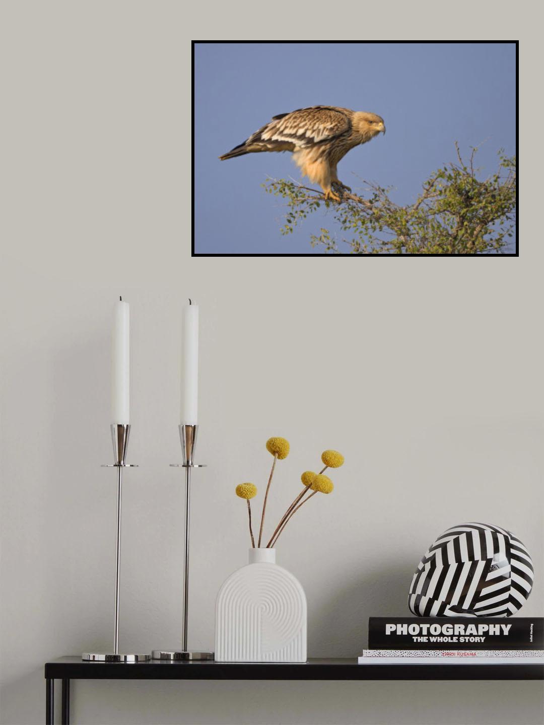 Imperial Eagle Poster och Canvastavla